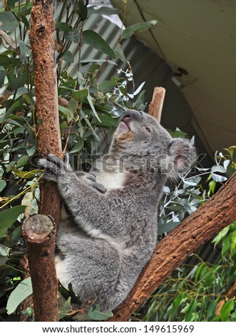 Australian koala bear on eucalyptus or gum tree. Sydney, NSW, Australia. exotic iconic Aussie mammal animal