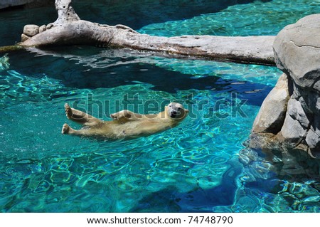 Polar bear swimming in blue water (Ursus maritimus)