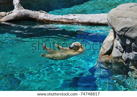 Polar bear swimming in blue water (Ursus maritimus)