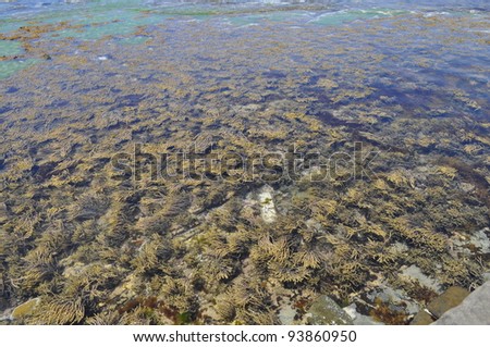 The surface of the sea, sea weeds on the surface of clear water