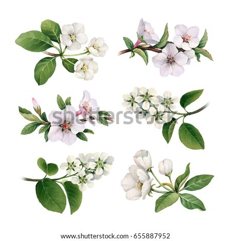 Similar – Image, Stock Photo Wild white flowers