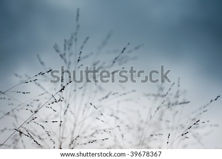 Dry blades of grass