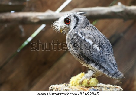 A close-up portrait of small Owl with a dead chicken in its claws