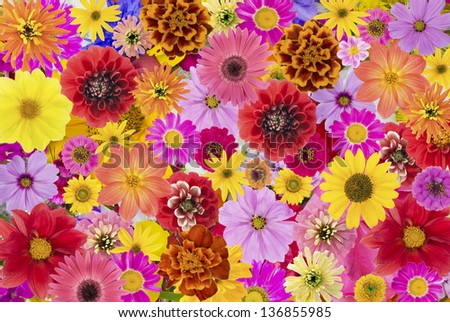 Floral chaos abstract collage from simple summer flowers background