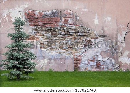Template for Halloween - cemetery wall, mourning blue spruce tree, resilient grass. Life and death concept