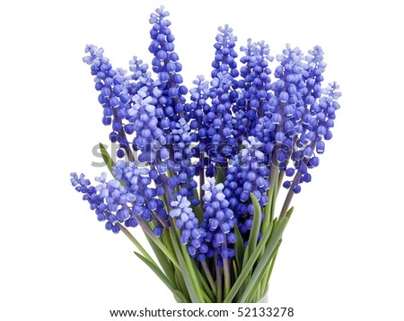 First blue Springs flowers \