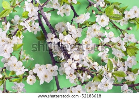Blossoming wild plum ( a cherry plum) on a green background