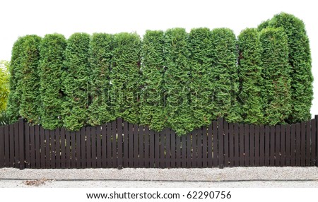 Fragment of a rural fence  hedge from evergreen plants ( the Thuja). Isolated on white.