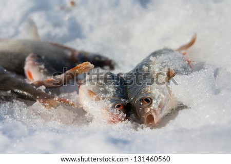 River fish lies on snow. Winter fishing