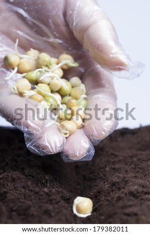 Germinating pea seeds.