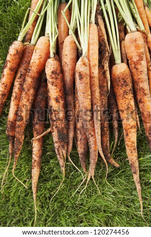 Closeup of bunch of muddy carrots on grass