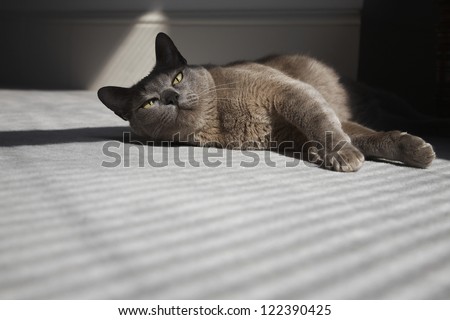 Burmese cat lying on carpet