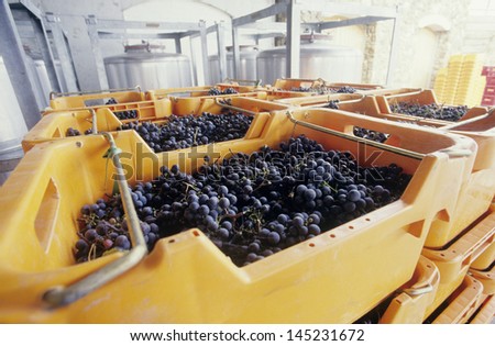 Wine grapes ready for crushing Yarra Valley Victoria Australia