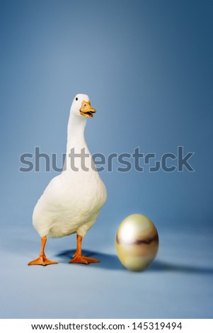 Goose standing by golden egg against blue background