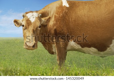 Side view portrait of a brown cow standing in field