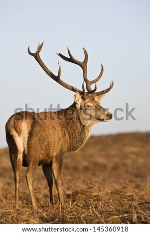 Red Deer stands looking back UK