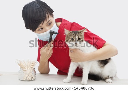 Female veterinarian examining cat\'s ear with an otoscope device against gray background