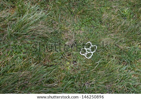 Plastic can rings littered on grass