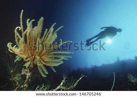 Underwater shoot of a female scuba diver swimming by coral reef and feather star