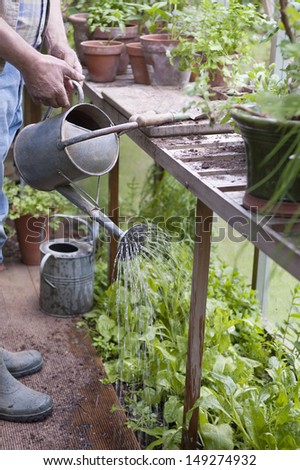Cropped image of senior man watering plants in greenhouse