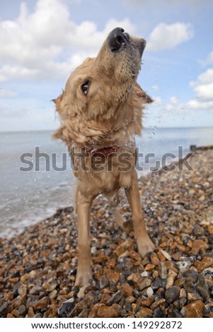 Side view of mixed breed dog shaking off water on pebble beach in Herne Bay; Kent