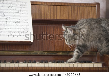 Side view of cat walking on piano keys with music sheet