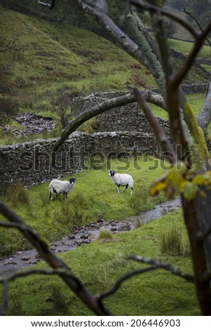 Sheep on pasture in Yorkshire Dales, Yorkshire, England