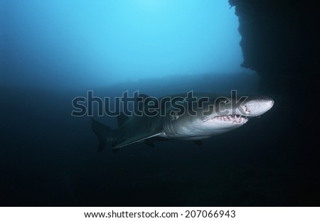 Sand tiger shark (carcharias taurus), underwater view