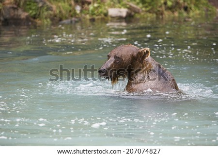 USA, Alaska, Brown Bear swimming in river
