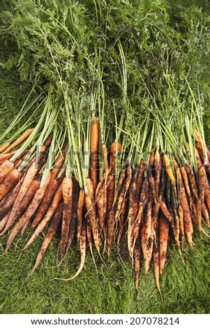 Freshly picked carrots on lawn