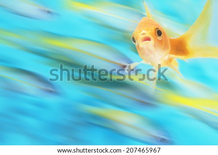 Gold fish with school of fish in motion in background, digital composite