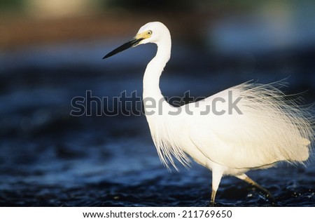 White Egret wading in water