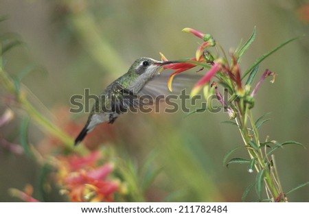 Humming bird feeding from flower