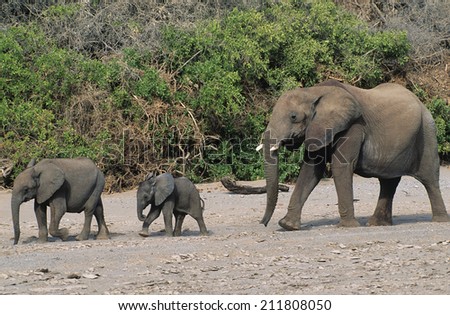 Three African Elephants (Loxodonta Africana) in a row
