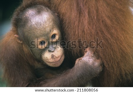 Young Orangutan embracing mother close-up