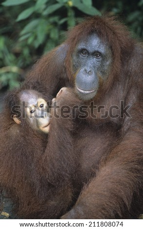 Orangutan embracing young close-up