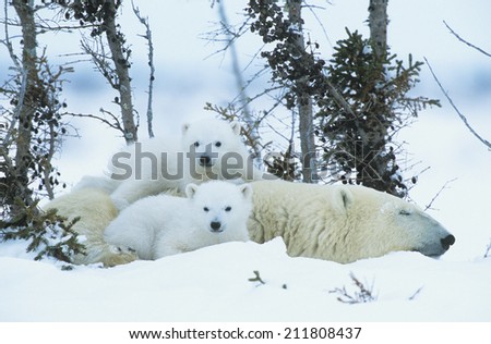 Polar Bear cubs with mother in snow Yukon
