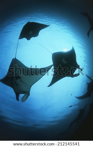 Raja Ampat, Indonesia, Pacific Ocean, silhouettes of manta rays (Manta birostris), low angle view