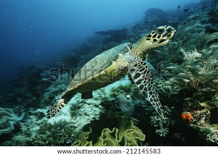 Raja Ampat, Indonesia, Pacific Ocean, hawksbill turtle (eretmochelys imbricata) cruising above coral reef