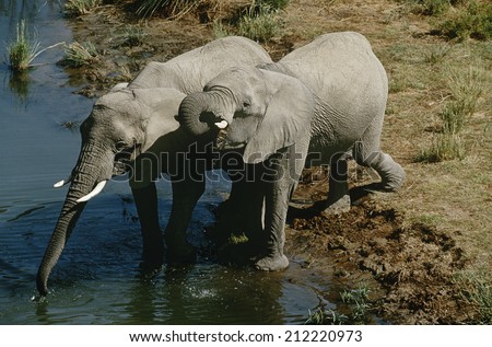 Namibia, two African Bush Elephants drinking water from river, elevated view
