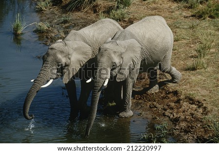 Namibia, two African Bush Elephants drinking water from river, elevated view