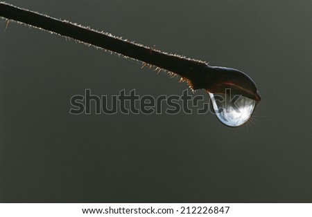 Dew droplet hanging on end of twig, extreme close up