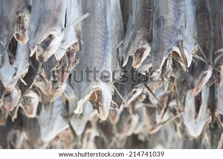 Dried cod stockfish
