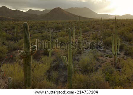 Cactus in desert USA