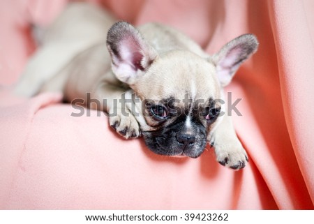 french bulldog puppy in a studio with a pink background