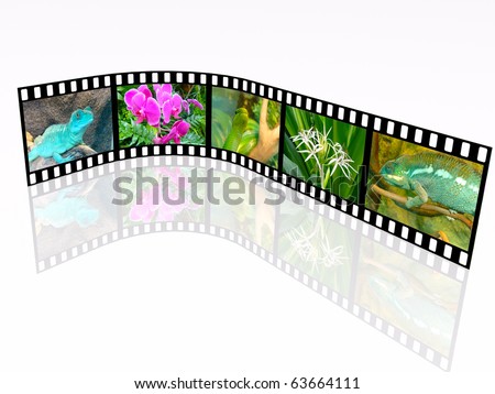 Film roll with color pictures (nature).