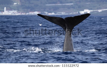 Sperm whale starts a deep dive - near shore waters south of Lajes do Pico (Pico Island, Azores) 01