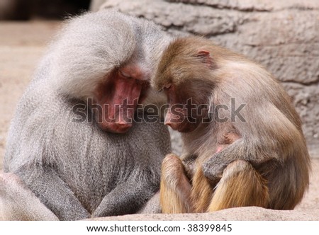 pair of sleeping baboons