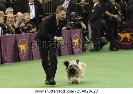 NEW YORK-FEB 17: Charlie, a skye terrier, performs at the 139th Annual Westminster Kennel Club Dog Show on February 17, 2015 in New York City.