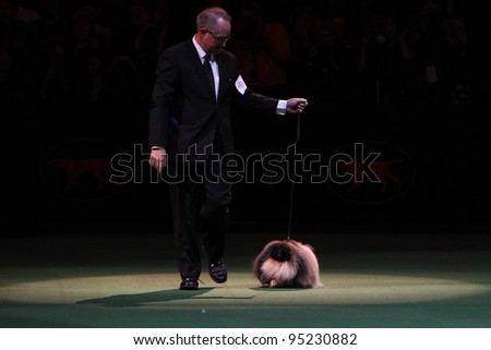 NEW YORK - FEBRUARY 14: Handler David Fitzpatrick handles Pekingese Malachy before winning Best in Show at the Westminster Kennel Club Dog Show on February 14, 2012 in New York City.